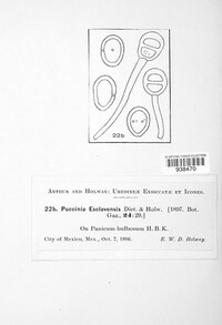 Puccinia esclavensis image